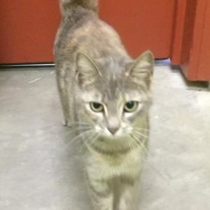 Meet your Posher, Rose